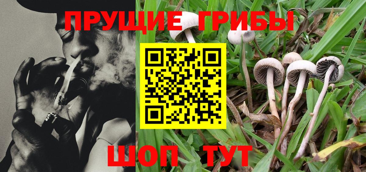 Псилоцибиновые грибы GOLDEN TEACHER Екатеринбург